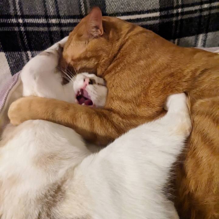 A4b5ed61 3d8d 46bc 94cf 6b8b9001bd85 1698930770869