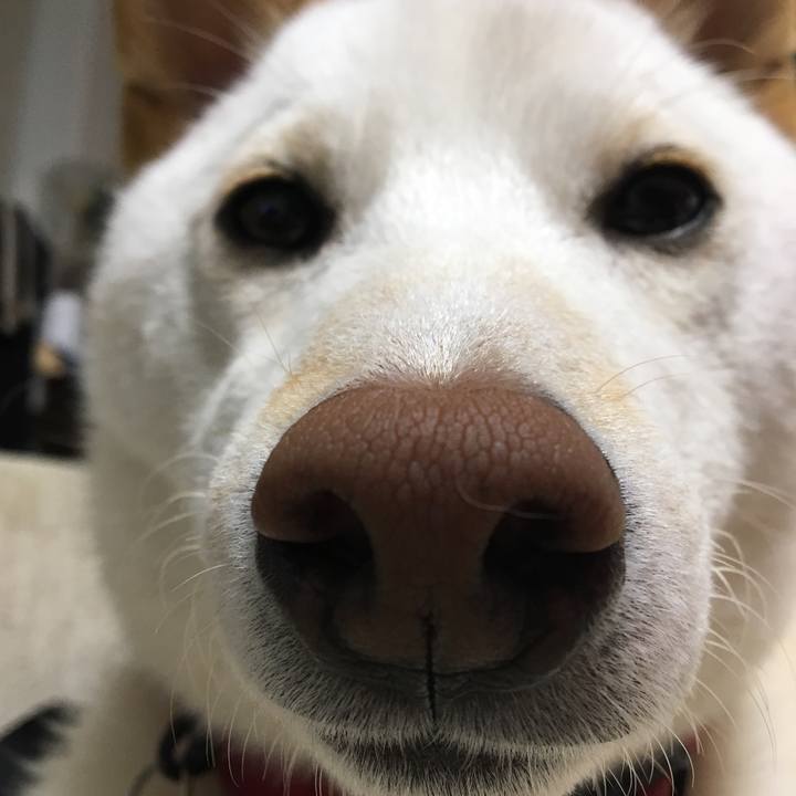 A4b7d4c8 1276 48e2 8600 b169f4e7e911 1524056253857