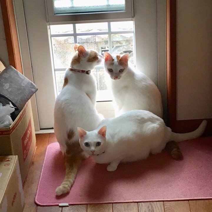 A4b8ffca 4b5f 47cd a8c2 e813f32a98b6 1526108671537