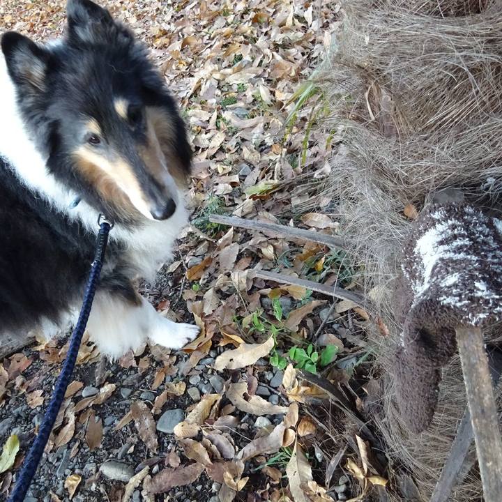 A4bc20d5 e8c5 43d8 a870 60c146bfe544 1575549620905