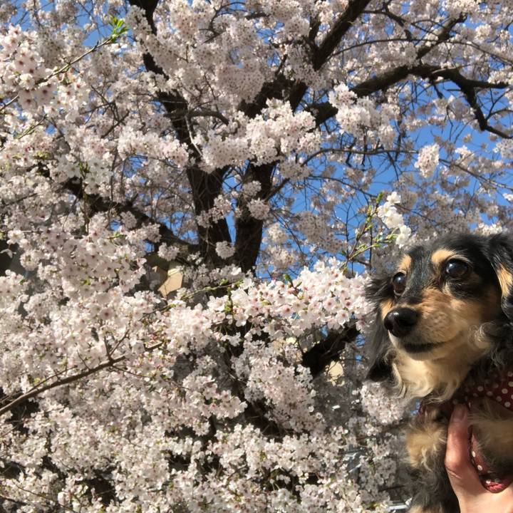 A4bce971 7247 428c 85b5 98ebc146e59f 1585786931011