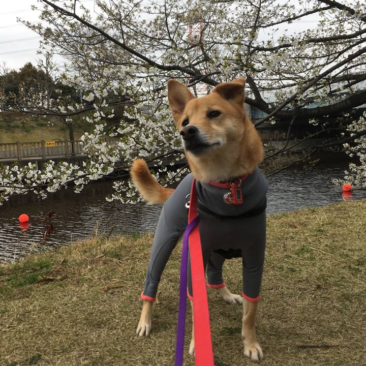 A4bd18f3 3d7e 4241 bd07 d607d5a9354d 1553323742992