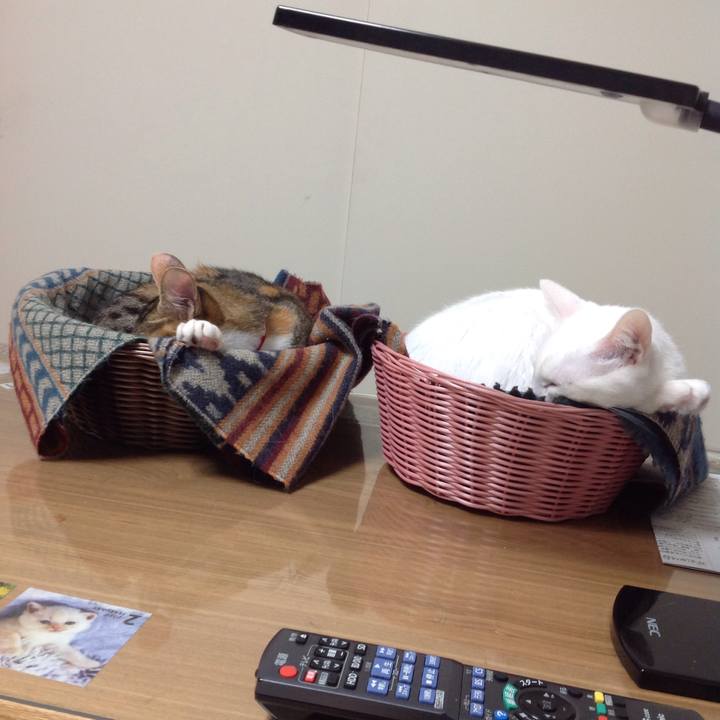 A4bf348f 64c1 413b bab9 0ad9af9896c9 1637064428572