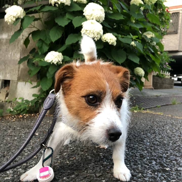 A4bfa2c5 8626 4e96 ace7 d4bb3a866ffa 1528145147404