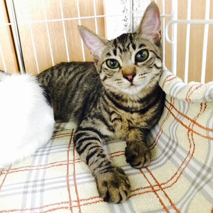 A4bfea10 330e 4c03 acb3 a7d361eda86a 1509554666317