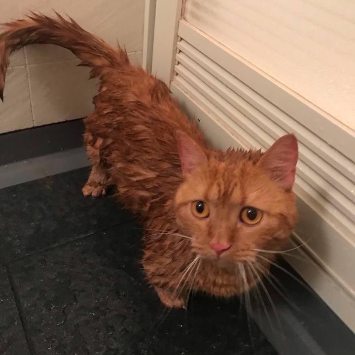 A4c017bf de38 4bb9 ad30 69eb8be0acba 1561269543425