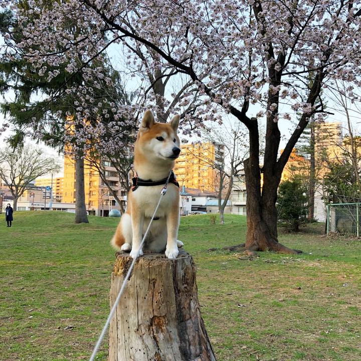 A4c09380 cfab 41ee b2dd 30b76620d2cd 1556536334203