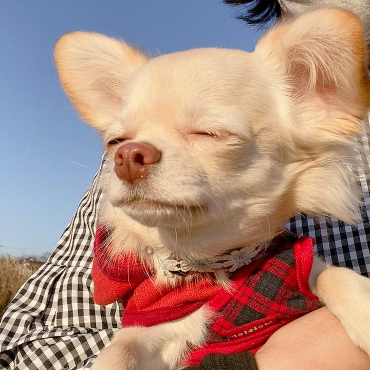 A4c3d2dc d1c8 487b bc63 3e781bf50828 1606811444611