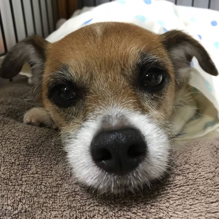 A4c5d256 46c9 444a bdd6 544730f4ad64 1539608741760