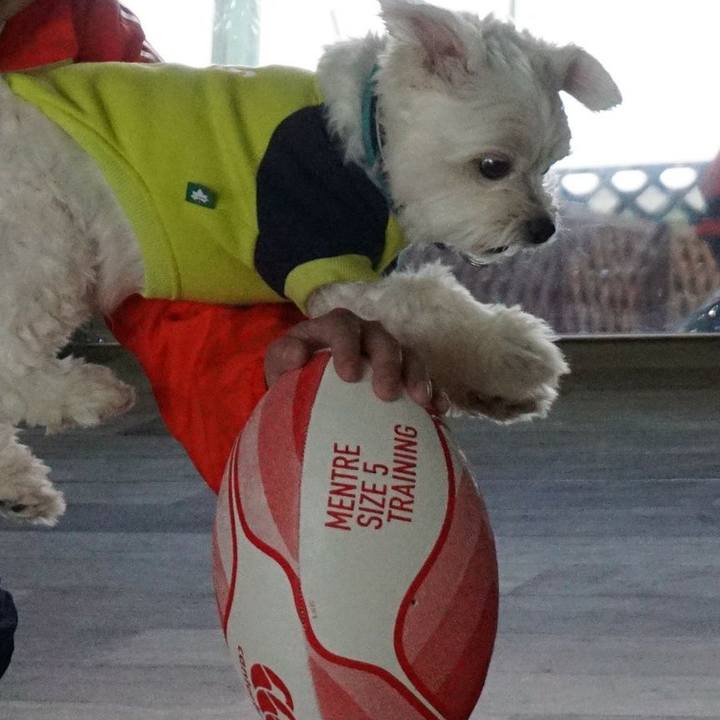 A4c6fd43 5c71 4363 9d61 cac4093dd6b9 1550360230777