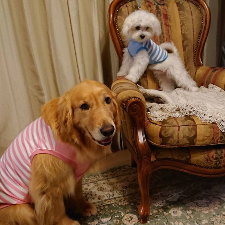 A4c85695 4e21 41ff b112 30b671db7d27 1561471894323