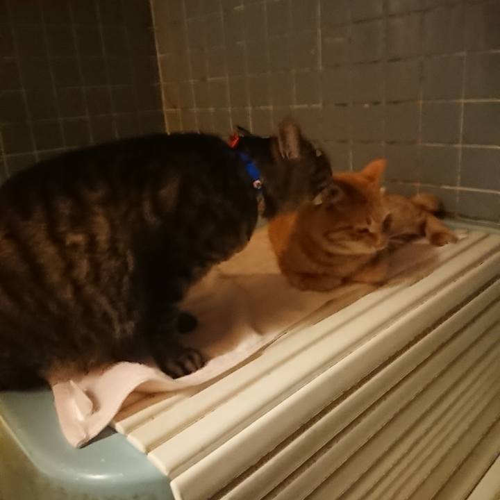 A4c8b6e1 7ed6 4dc1 ad58 4ccbf794dabb 1654947964122