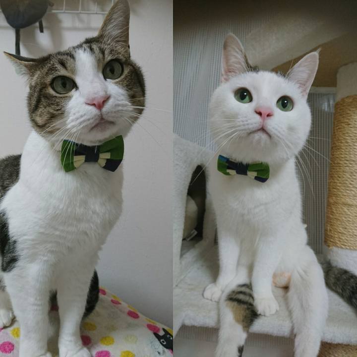 A4c95455 3b49 457f a93b 42d2ea1747e3 1540648568923