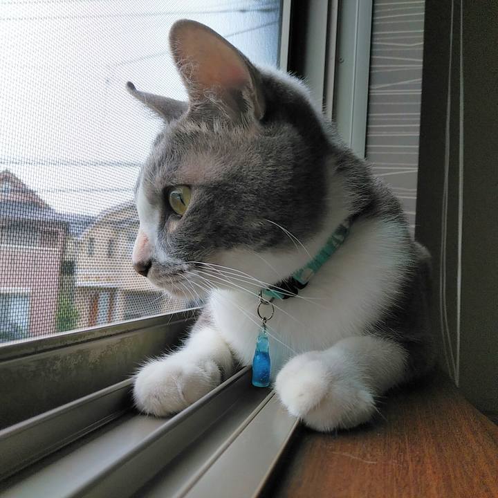 A4cb36a7 9f31 4512 b4c2 d75b1a43f243 1593126036449