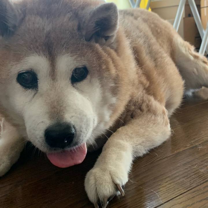 A4cbef55 5de9 4752 b8b5 44d43bf43efc 1620727535013