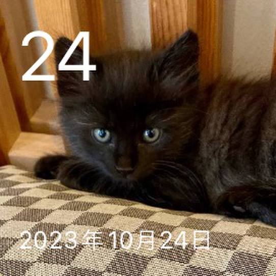 A4cd022d 42ec 4f36 bf13 5aa9da3baad7 1729734771293