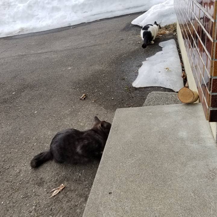 A4cdf36d f967 4d70 90da c9cdc792178f 1584749213611