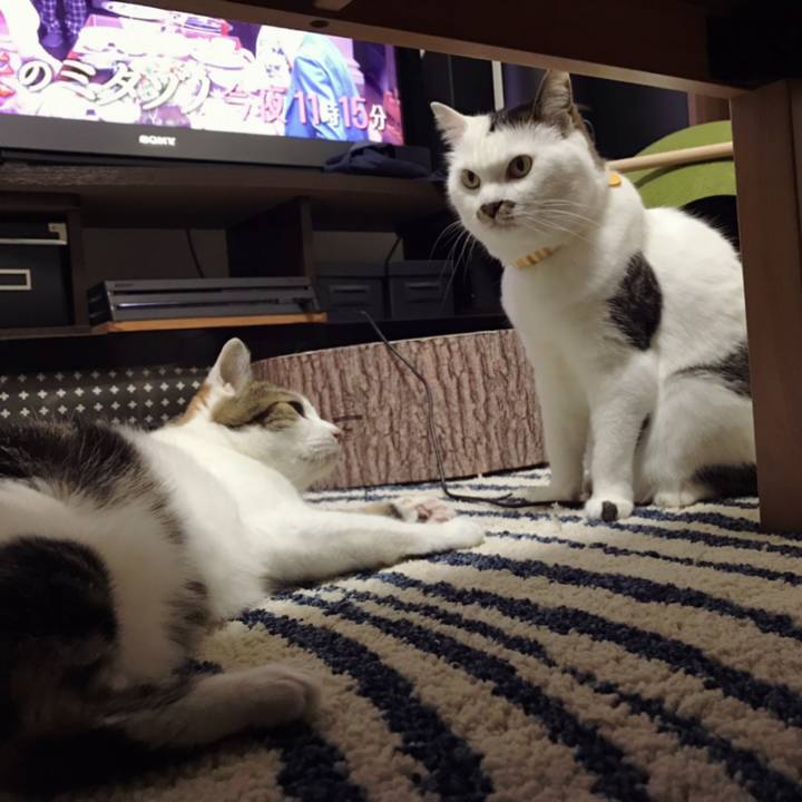 A4ce33e5 1fbb 4d5a a71c e1734f8b6b14 1592619874338