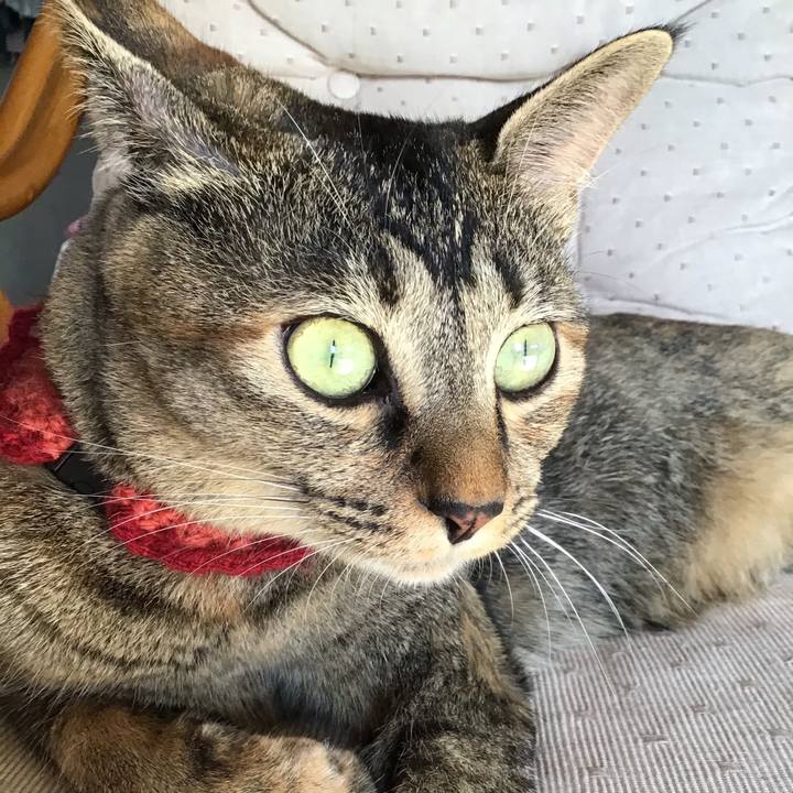 A4cebe85 e550 42f4 92a5 12a3817ecd36 1598341242622