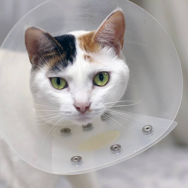 A4cefe6c 4173 415f aa7e 987b8514e883 1595468836660