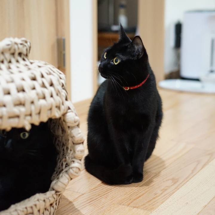 A4cfea05 a4ea 4deb 9c89 12532b4dad83 1551138767664