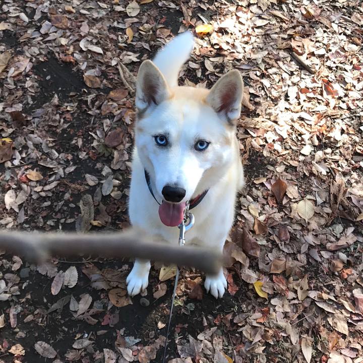 A4d25dd3 c822 4a46 855d 4740cd1d4a46 1511578374034