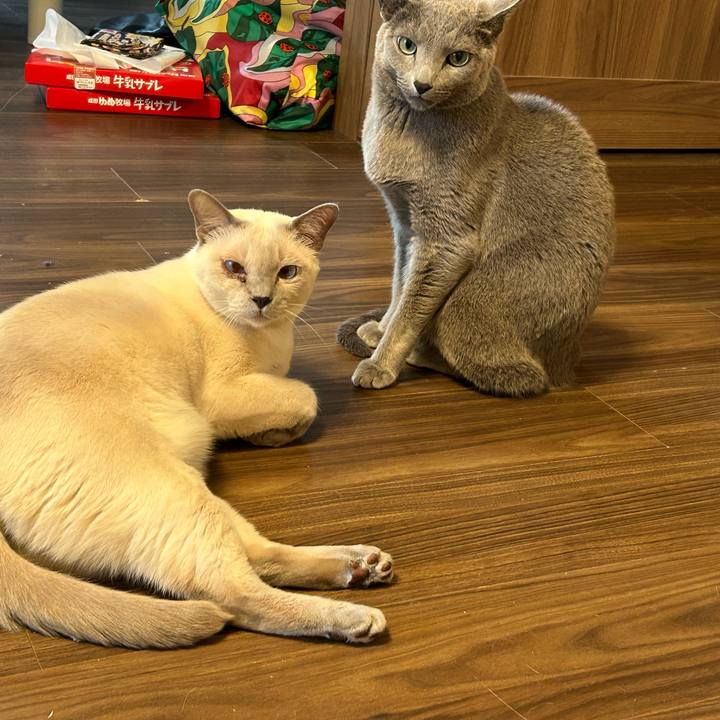 A4d2a689 1652 47da bb77 1b1d9fbda9bd 1736461686352