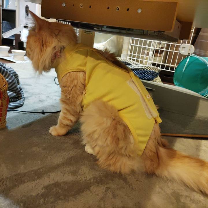 A4d3690e 2e47 4cff 85c0 e7f6a6a2307c 1655210609743