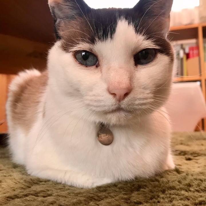 A4d80e4c 68ab 441e b921 b0c3660f1f22 1620788233939