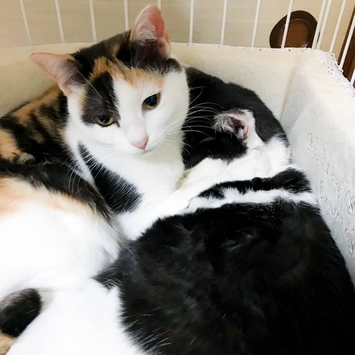 A4d8a830 490d 4dde beff 0e751ab5fc74 1519094734269