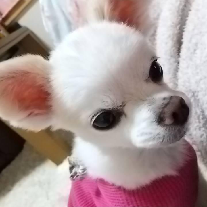 A4d9bbba cd61 4fbf 941d 2f6d0e6a7ccd 1605090929573