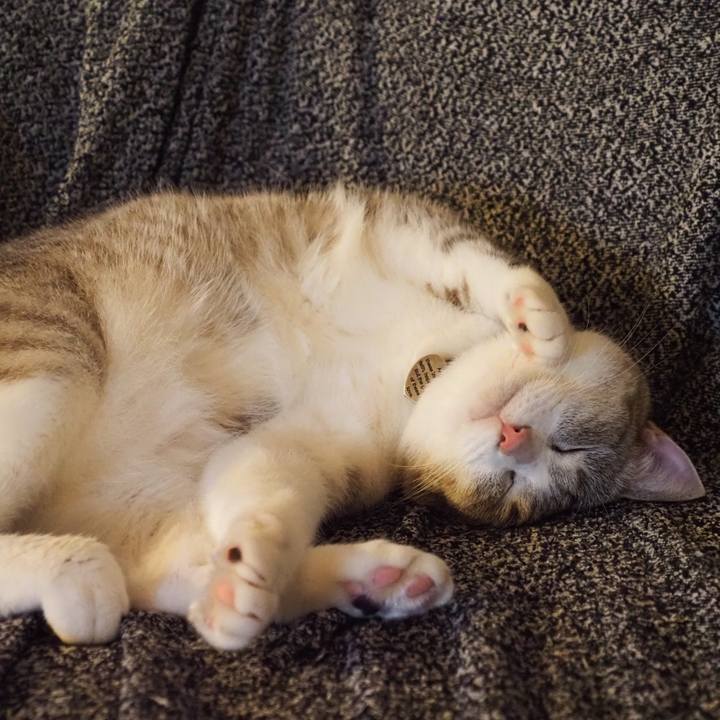 A4db1d00 b32d 4a78 a2b9 470c800b323c 1596201900545