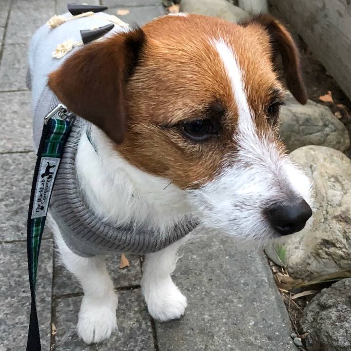 A4db3f87 5a08 45a8 be2d fce243101bb6 1514894313606