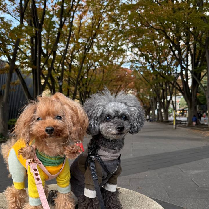 A4dddcf0 cebb 4769 b25a b62def87f30d 1762299929933