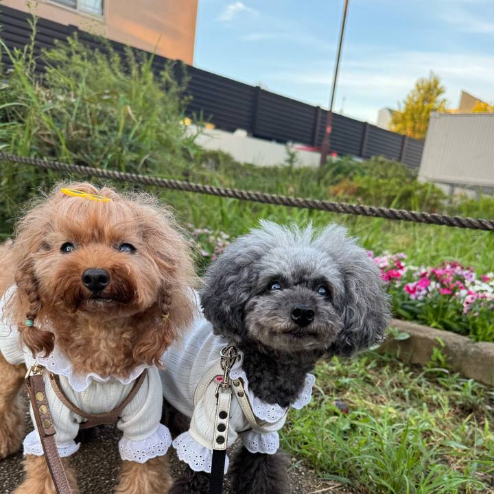 A4dfd0b6 719c 4f03 adab d28d8ee2641f 1759102644370