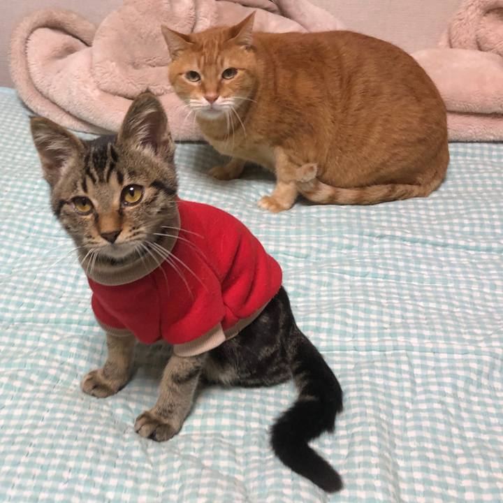 A4e054a4 3752 4681 a080 e7e2aa2a2f1d 1730197688487