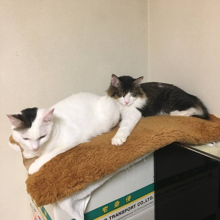 A4e0a3e2 c13c 4610 b01b 2cb4a74d5682 1511833847692