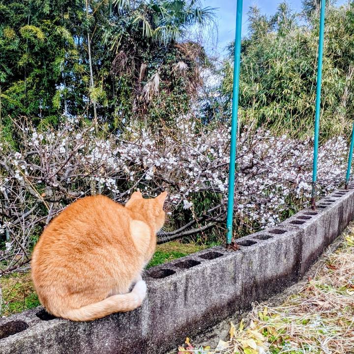 A4e0ab75 eb85 4c81 ba51 a3c585c8a225 1770876270473