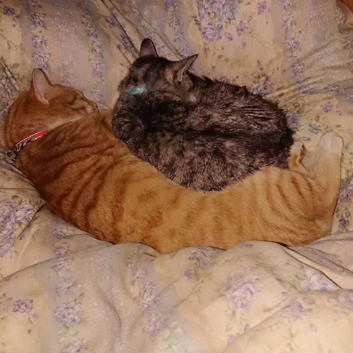 A4e1471a 2445 41c7 aa71 73119be80ed0 1573232573766