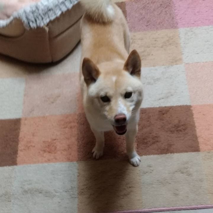 A4e2262c e9f4 420b aab9 3ee5cf4678dc 1587382208869