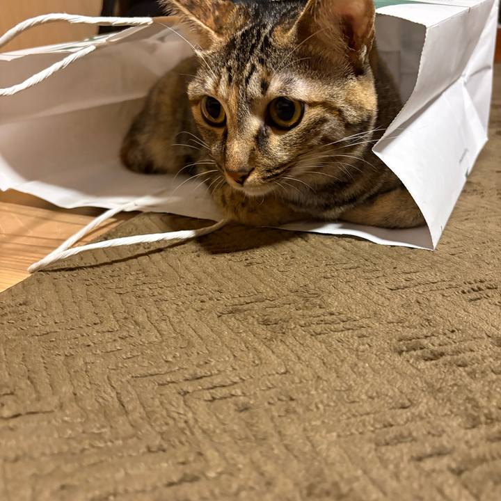 A4e339d7 d588 40ab 8481 0ac103fdeb0a 1760830498158