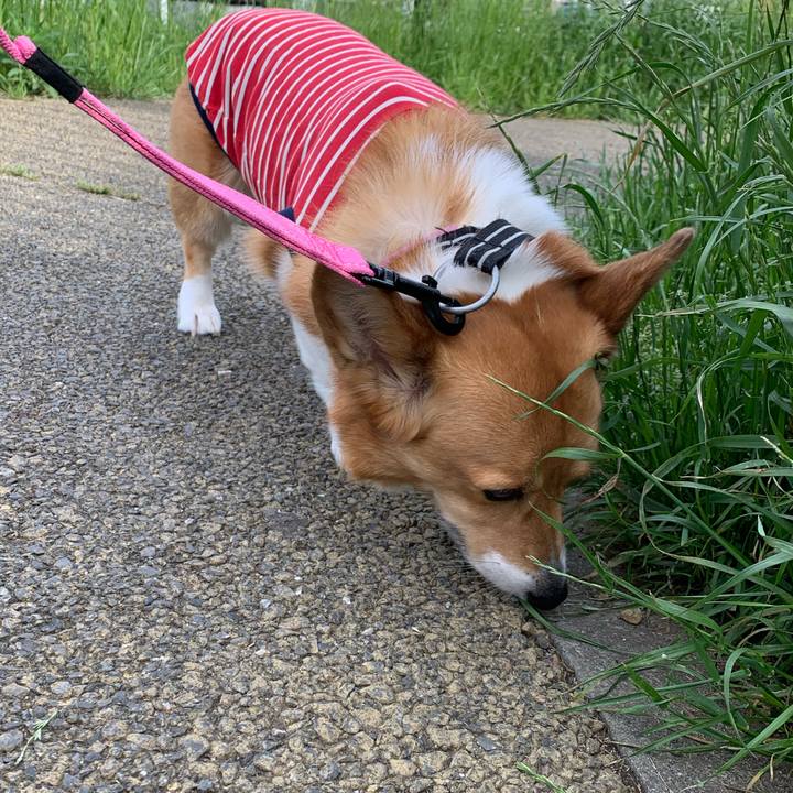 A4ed4812 8016 4775 941e 13a2df295af2 1590360577690