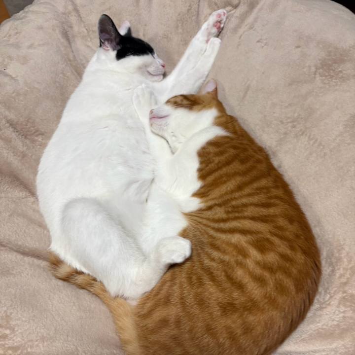 A4ed8df7 4895 4524 ac7d bf076d3694e4 1765408824057