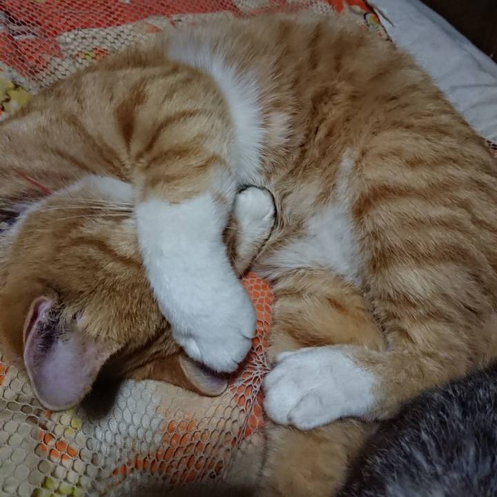 A4ee1f20 3386 4c02 b79e 0271acdec757 1572523072148