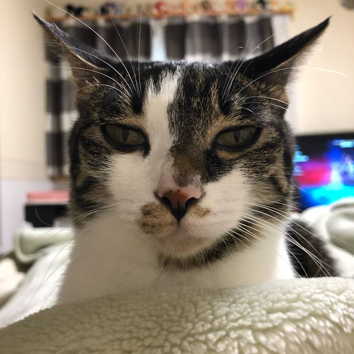 A4f25739 a8ff 4273 bdc1 ebda36459484 1541326790343