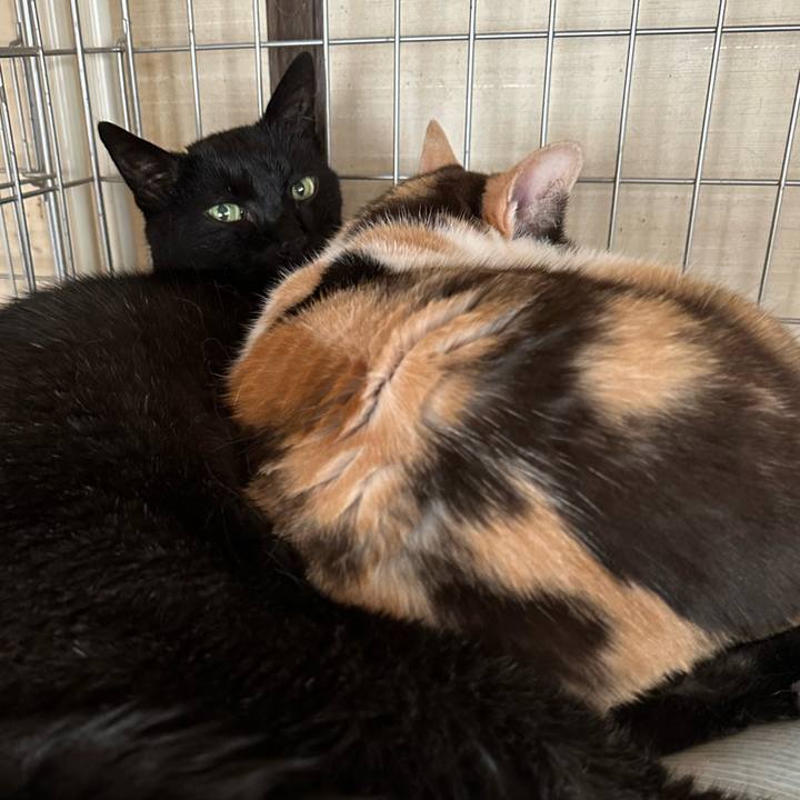 A4f2b79a e2b7 4e0d b1fb f84f79a1a706 1686188027452