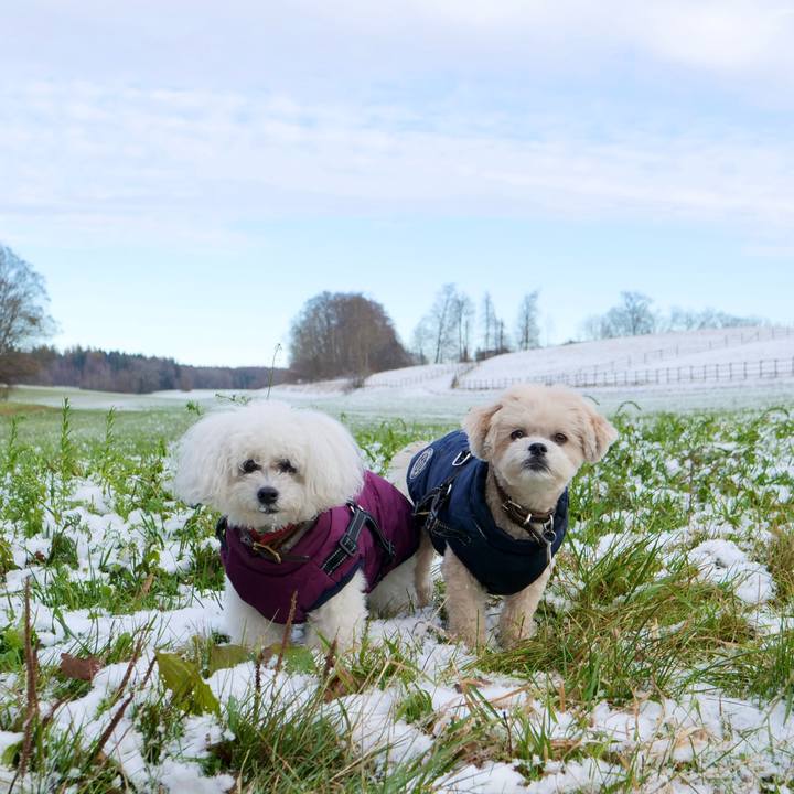 A4f505ae a06d 4a7b 9263 b4080fa6f884 1764109382645