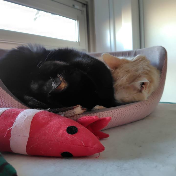 A4f90860 4398 4bec 8e04 686b581c1683 1737843462866