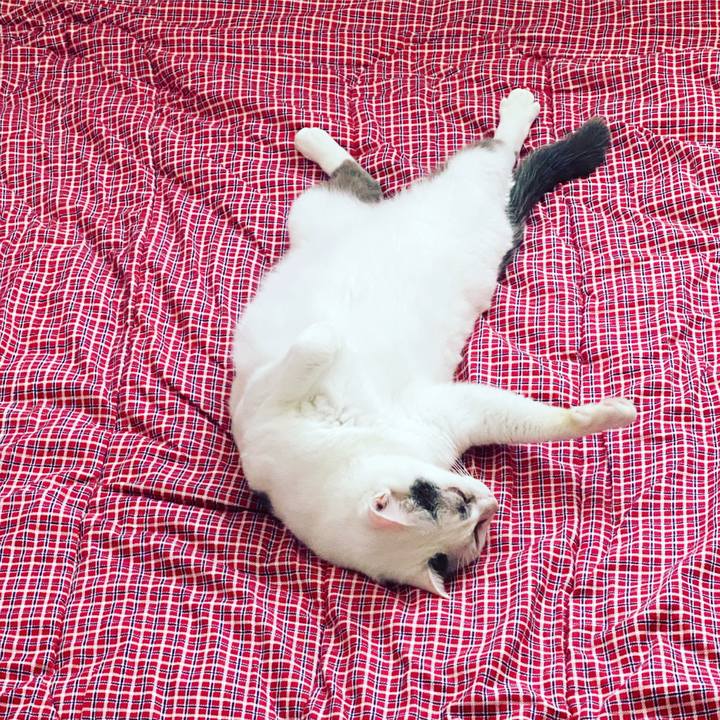 A4f96f54 b800 4adc 9cd7 0b994009f0fc 1628873242615