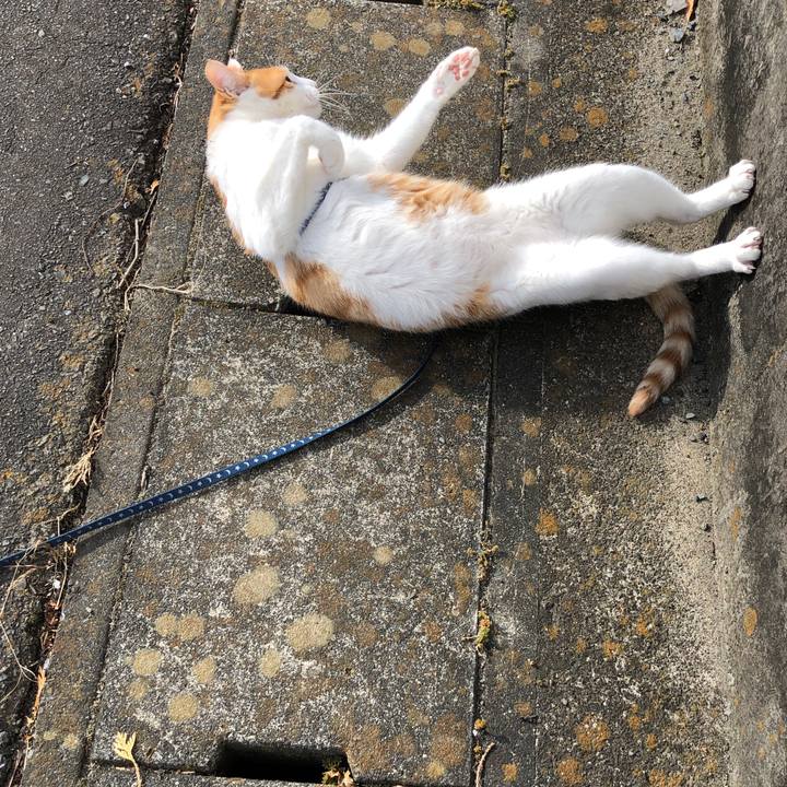 A4fa4cf3 566d 4dd1 a357 f78796d6762b 1544424600857